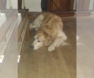 Father of the Golden Retriever puppies born on 02/08/2025