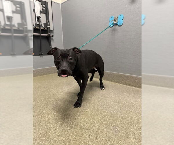 Medium Photo #1 American Pit Bull Terrier-Unknown Mix Puppy For Sale in Las Vegas, NV, USA