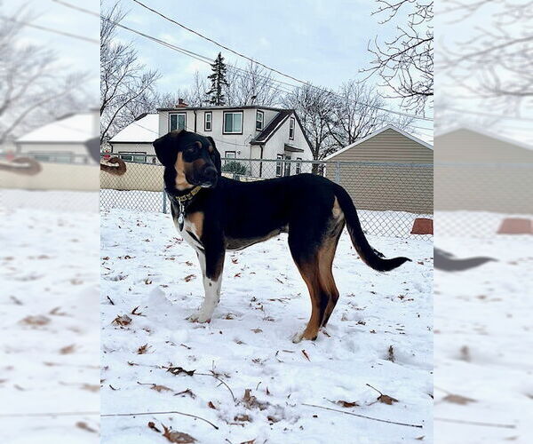 Medium Photo #3 Mutt Puppy For Sale in Minneapolis, MN, USA