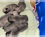 Small Photo #10 Pug Puppy For Sale in FALMOUTH, VA, USA