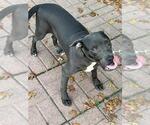 Small American Staffordshire Terrier Mix
