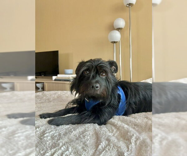 Medium Photo #2 Mutt Puppy For Sale in St. Louis Park, MN, USA