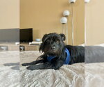 Small #1 Mutt