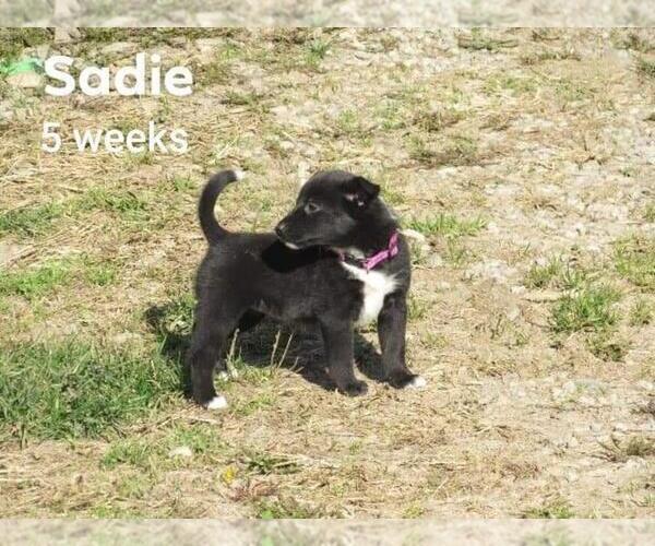 Medium Photo #1 Border Collie Puppy For Sale in FREDERICKSBG, OH, USA