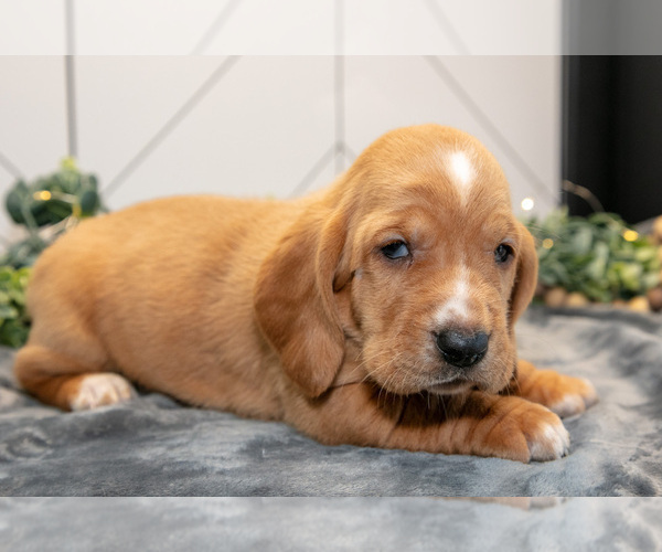 Medium Photo #7 Basset Hound Puppy For Sale in FRESNO, OH, USA