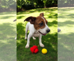 Small #16 Basenji-Rat Terrier Mix
