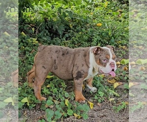 Bulldog Puppy for sale in INDIANAPOLIS, IN, USA