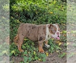 Small Bulldog