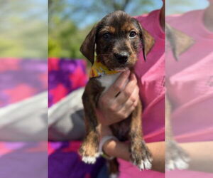 Labrador Retriever-Rat Terrier Mix Dogs for adoption in Warrenton, VA, USA