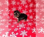 Puppy Chris Yorkshire Terrier