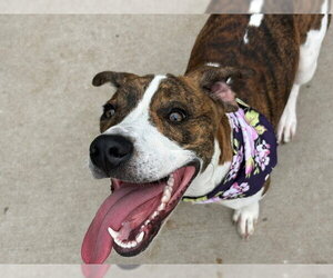 Mutt Dogs for adoption in Tulsa, OK, USA