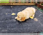 Small #2 Goldendoodle