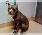 APOLLO - Male Mutt Dog for Adoption - Small photo
