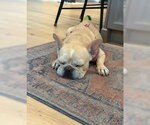 Small #3 French Bulldog