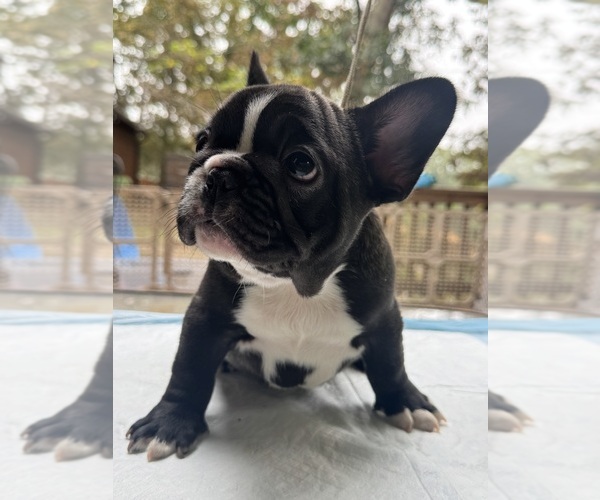 Medium Photo #1 French Bulldog Puppy For Sale in GLENCOE, MO, USA