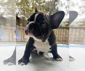French Bulldog Puppy for Sale in GLENCOE, Missouri USA