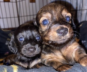 Dachshund Puppy for sale in AUSTIN, MN, USA