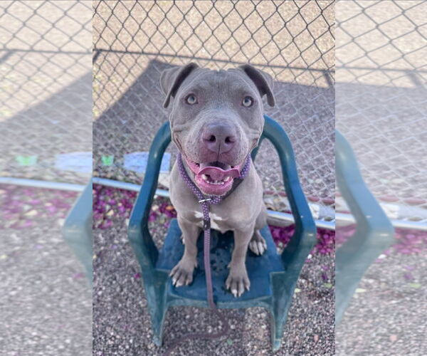 Medium Photo #1 American Staffordshire Terrier Puppy For Sale in phoenix, AZ, USA