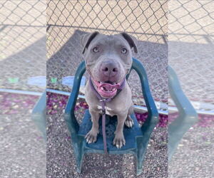 American Pit Bull Terrier Dogs for adoption in phoenix, AZ, USA