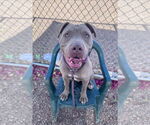 Small American Staffordshire Terrier