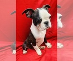 Small Photo #1 Faux Frenchbo Bulldog Puppy For Sale in WATERVLIET, NY, USA