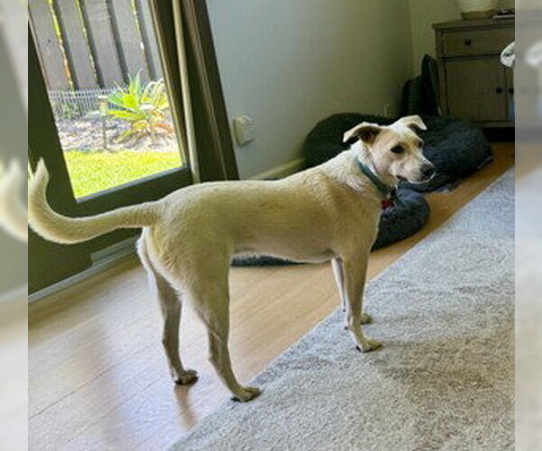 Medium Photo #8 Chihuahua-Unknown Mix Puppy For Sale in San Diego, CA, USA