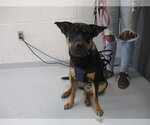 Small Chinese Shar-Pei-Rottweiler Mix
