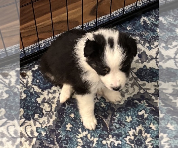 Medium Photo #3 Shetland Sheepdog Puppy For Sale in SHERIDAN, AR, USA