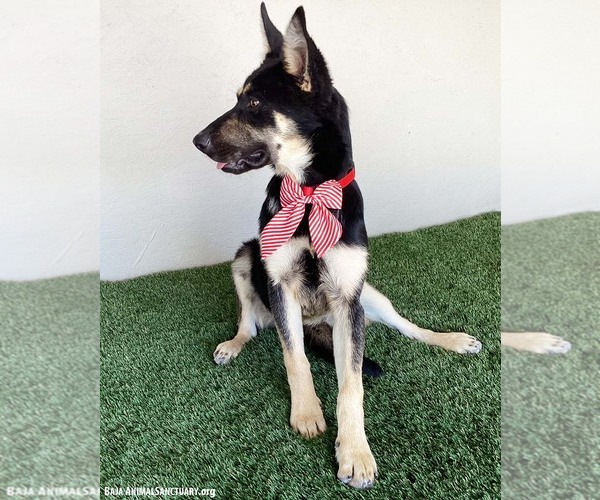 Medium Photo #2 German Shepherd Dog-Unknown Mix Puppy For Sale in San Diego, CA, USA