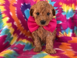 Poodle (Toy) Puppy for sale in EPHRATA, PA, USA