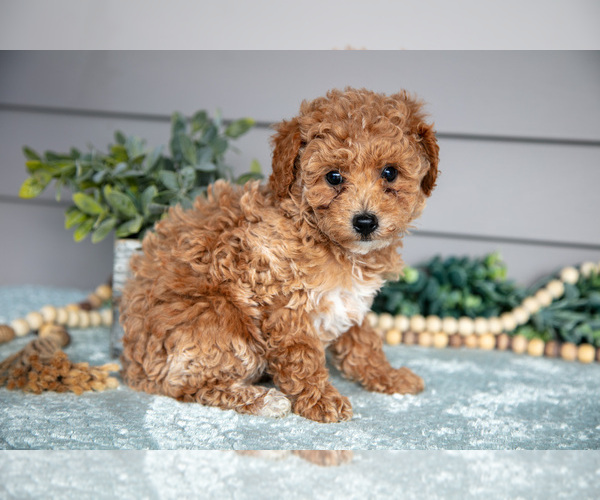 Medium Photo #3 Poodle (Miniature) Puppy For Sale in WOLCOTTVILLE, IN, USA