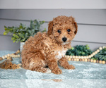 Small #2 Poodle (Miniature)