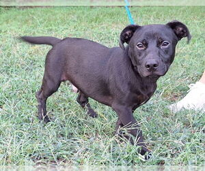 Dachshund-Labrador Retriever Mix Dogs for adoption in Wetumpka, AL, USA