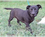 Small Dachshund-Labrador Retriever Mix