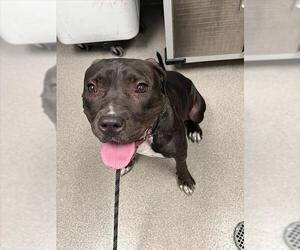 Mutt Dogs for adoption in Las Vegas, NV, USA