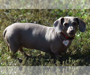 Dachshund Dogs for adoption in Shelbyville, TN, USA