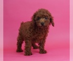 Puppy 1 Poodle (Toy)