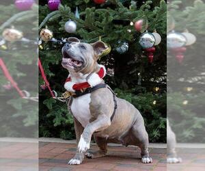 American Pit Bull Terrier Dogs for adoption in Waterford, VA, USA