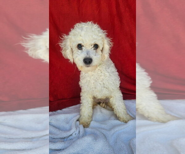 Medium Photo #1 Poodle (Miniature)-Unknown Mix Puppy For Sale in Lakewood, CO, USA