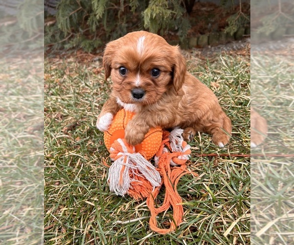 Medium Photo #3 Cavalier King Charles Spaniel Puppy For Sale in MIDDLEBURY, IN, USA