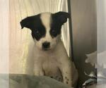 Small American Staffordshire Terrier Mix