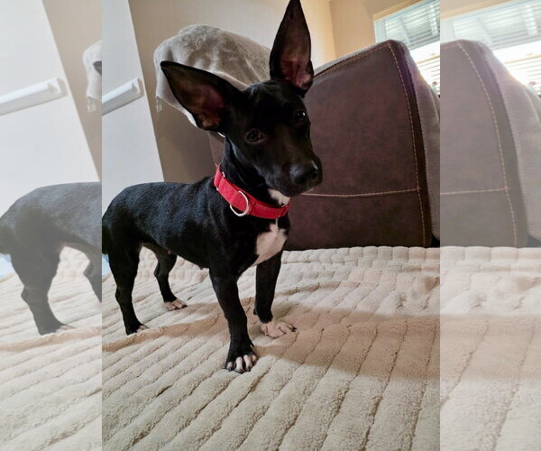 Medium Photo #5 French Bullhuahua Puppy For Sale in Virginia Beach, VA, USA