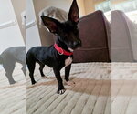 Small #4 French Bullhuahua