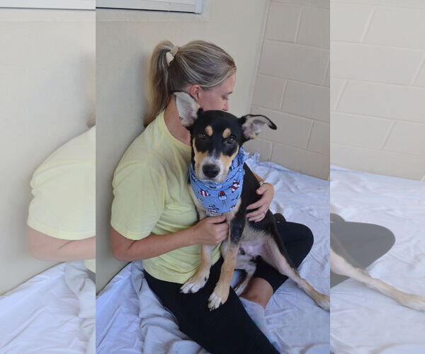 Medium Photo #2 German Shepherd Dog-Unknown Mix Puppy For Sale in McKinney, TX, USA