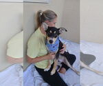 Small #1 German Shepherd Dog Mix