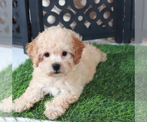 Medium Photo #4 Bichpoo Puppy For Sale in MOUNT VERNON, OH, USA