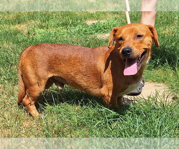 Medium Photo #3 Dachshund-Unknown Mix Puppy For Sale in Wetumpka, AL, USA