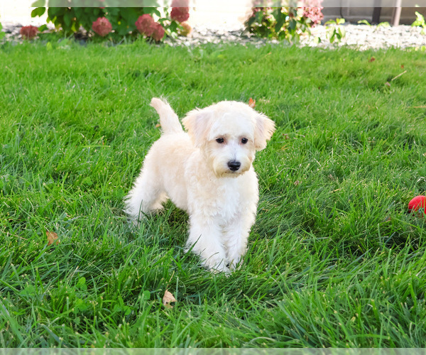 Medium Photo #3 Poodle (Toy)-West Highland White Terrier Mix Puppy For Sale in SYRACUSE, IN, USA