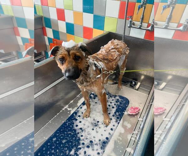 Medium Photo #4 Siberian Husky-Unknown Mix Puppy For Sale in Hayward, CA, USA