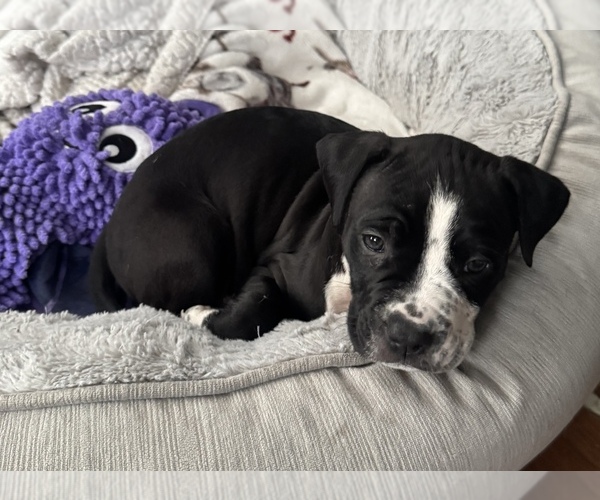 Medium Photo #1 American French Bull Terrier Puppy For Sale in HAMPSHIRE, IL, USA